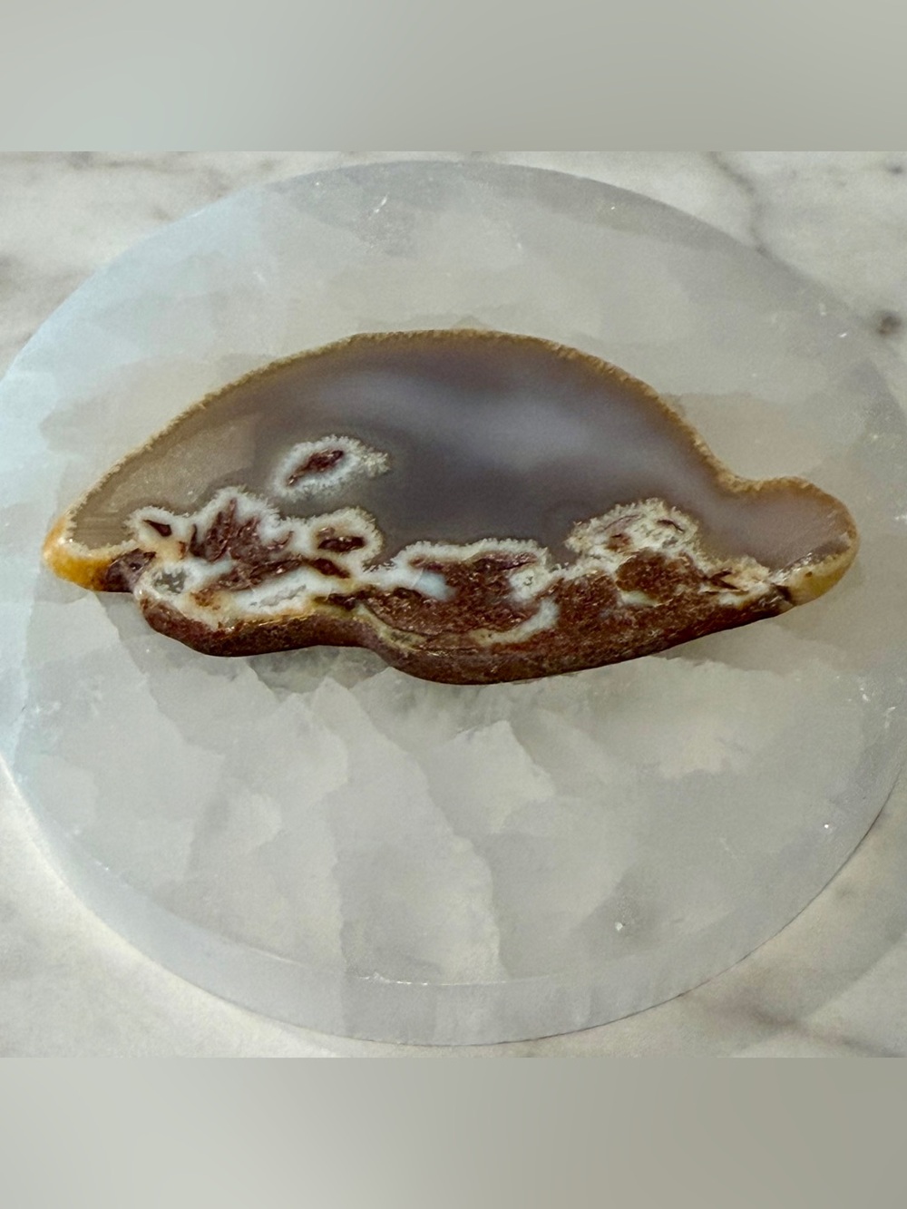 Brazilian Agate Slice Turtle Shaped Display Piece with Druzy Edge